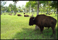 Finca Vigia Huning