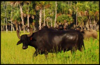 Finca Vigia Ranch