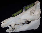 Hog Skull Card Holder